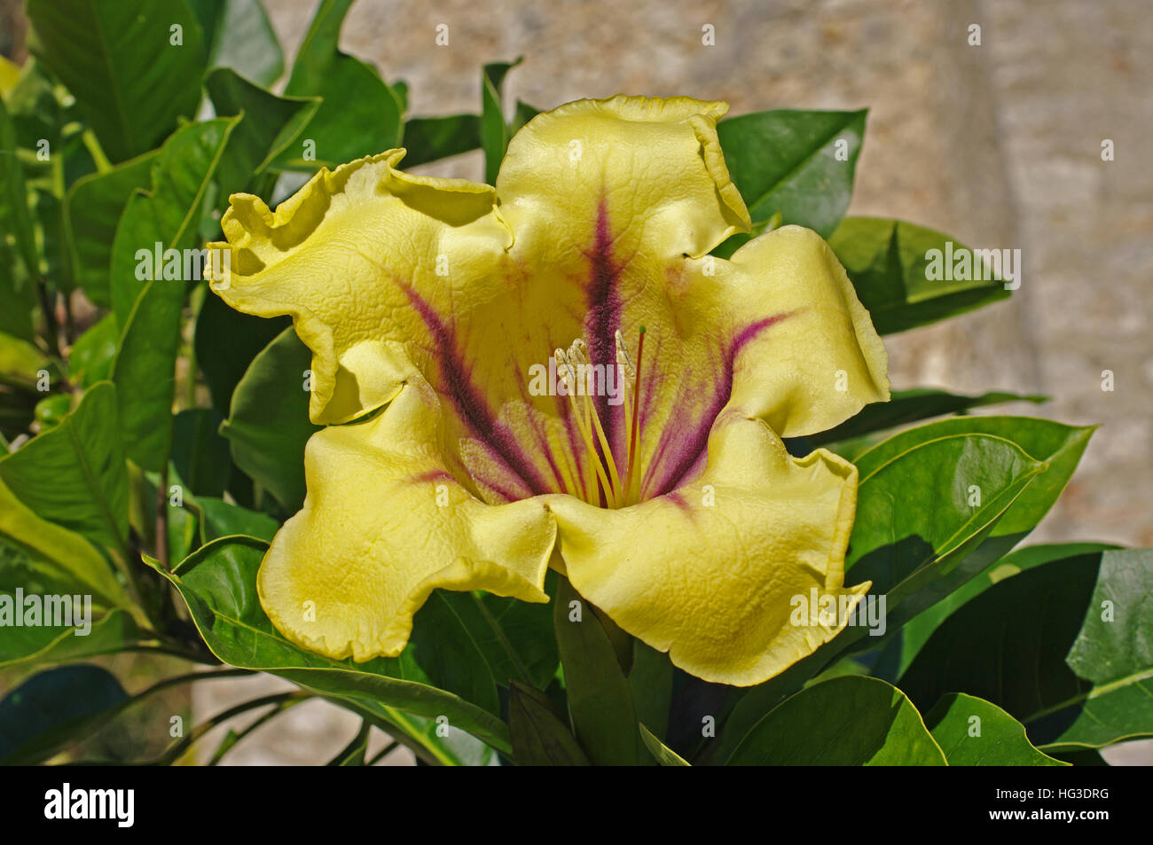 Il s'agit d'Solandra maxima, la tasse de vigne d'or, Golden Chalice Vine, ou Lily hawaïenne, originaire du Mexique, Venezuela, Banque D'Images