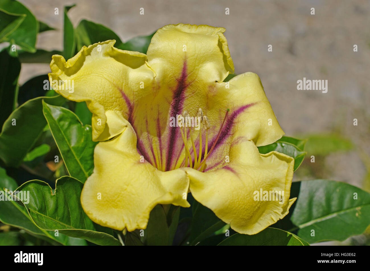 Solandra maxima, tasse d'or de la vigne, une plante originaire du Mexique,  Amérique Centrale et du nord de l'Amérique du Sud, famille des solanacées  Photo Stock - Alamy