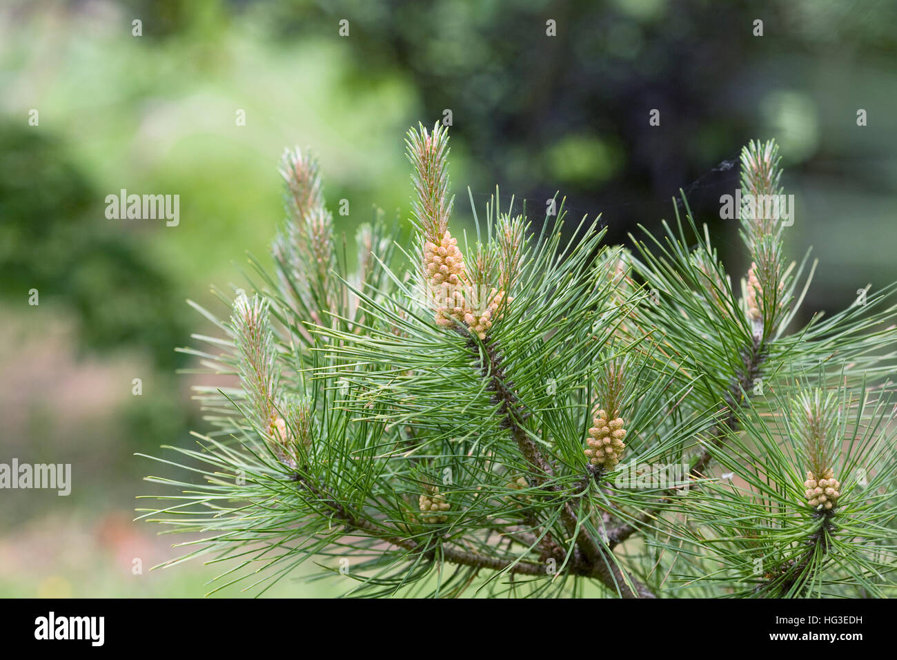Les cônes de Pinus muricata au printemps. Pin de l'évêque. Banque D'Images