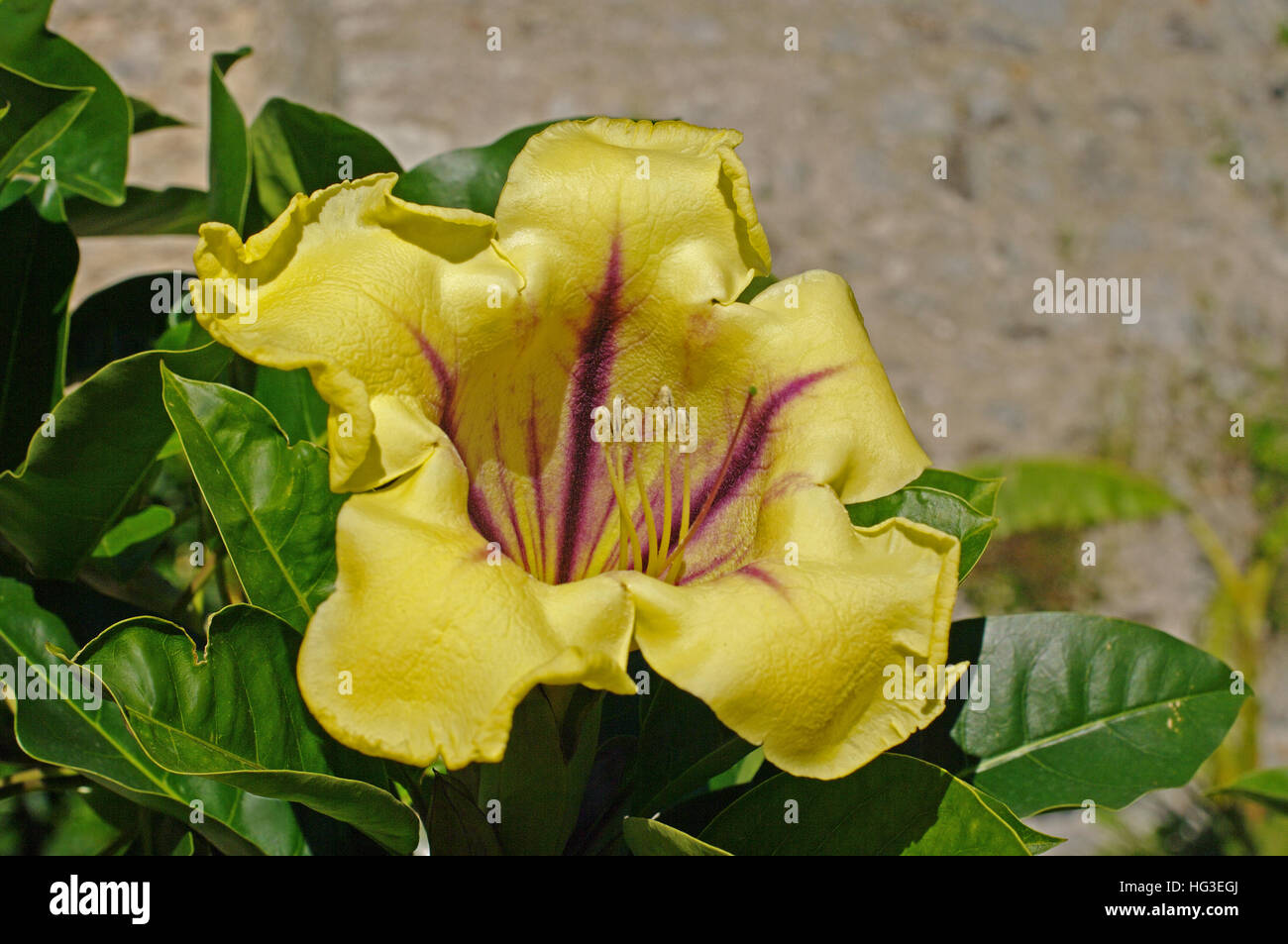 Il s'agit d'Solandra maxima, la tasse de vigne d'or, Golden Chalice Vine ou Hawaiian Lily, de la famille des solanacées Banque D'Images