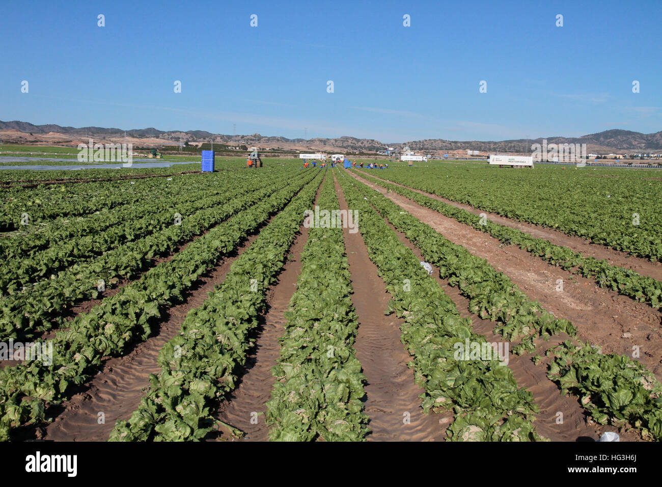Province de Murcie, Espagne. Les travailleurs qui travaillent dans l'agriculture. Banque D'Images