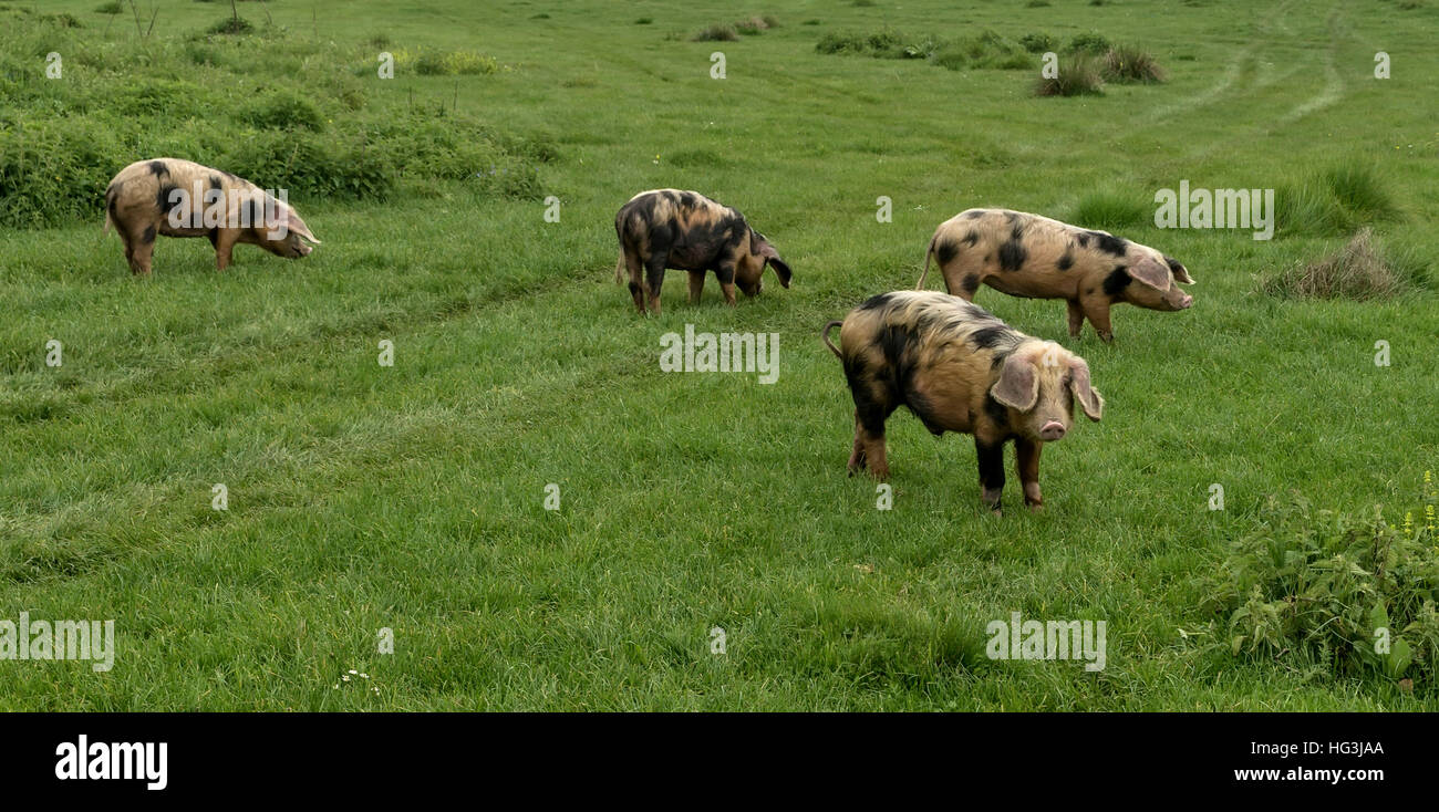 Les porcs et les animaux de la ferme dans la prairie de pâturage en montagne Banque D'Images