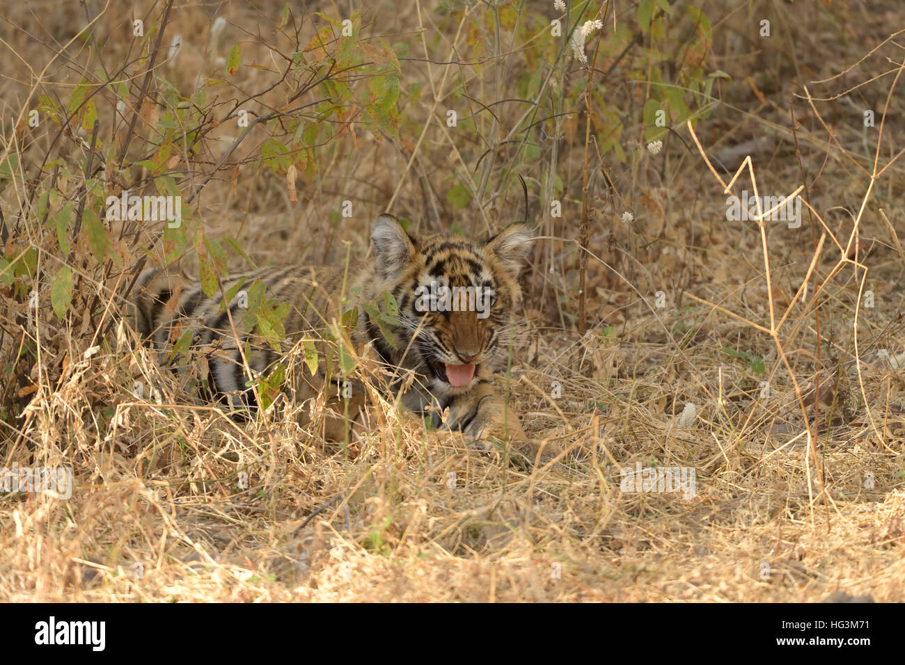 Les Indiens sauvages Tiger Cub dans les forêts sèches du parc national de Ranthambore au Rajasthan, Inde. Banque D'Images Les Indiens sauvages Tiger Cub dans les forêts sèches du parc national de Ranthambore au Rajasthan, Inde. Banque D'Images