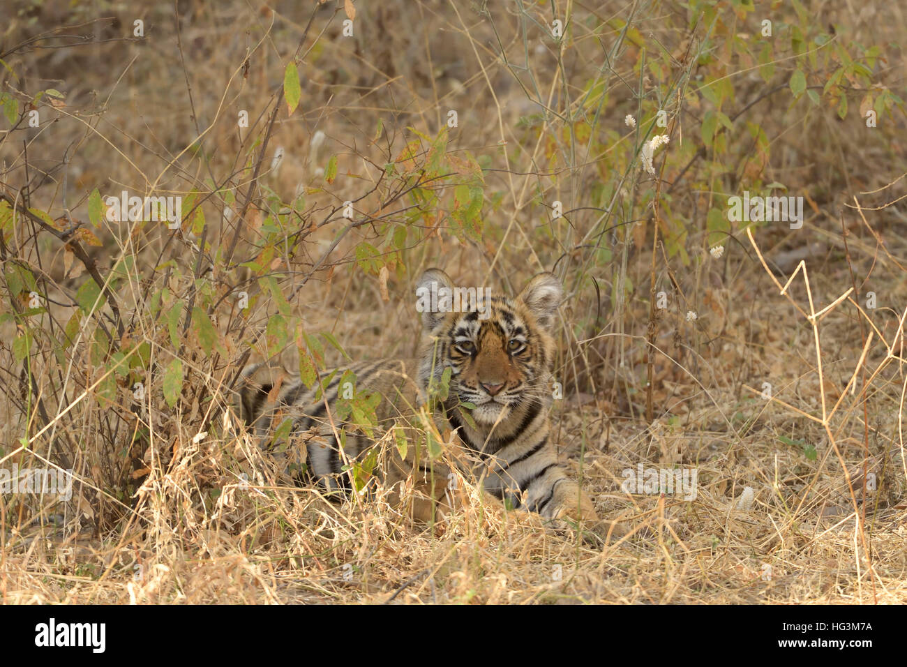 Les Indiens sauvages Tiger Cub dans les forêts sèches du parc national de Ranthambore au Rajasthan, Inde. Banque D'Images Les Indiens sauvages Tiger Cub dans les forêts sèches du parc national de Ranthambore au Rajasthan, Inde. Banque D'Images