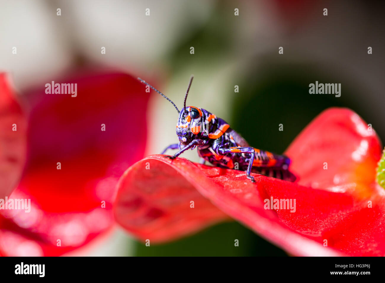 La belle bicolor sauterelle. Banque D'Images