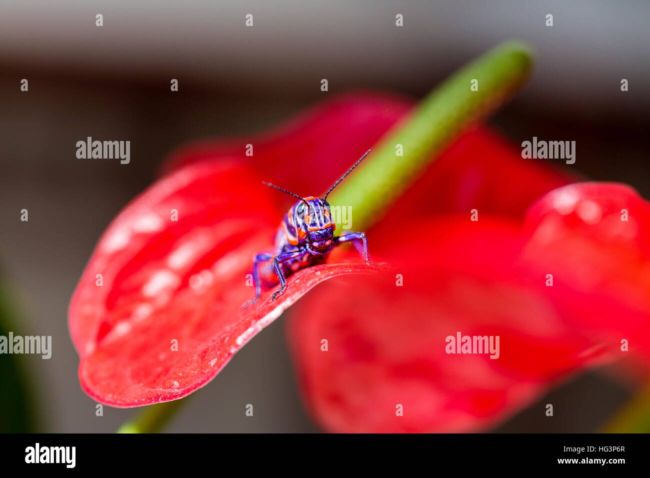 La belle bicolor sauterelle. Banque D'Images