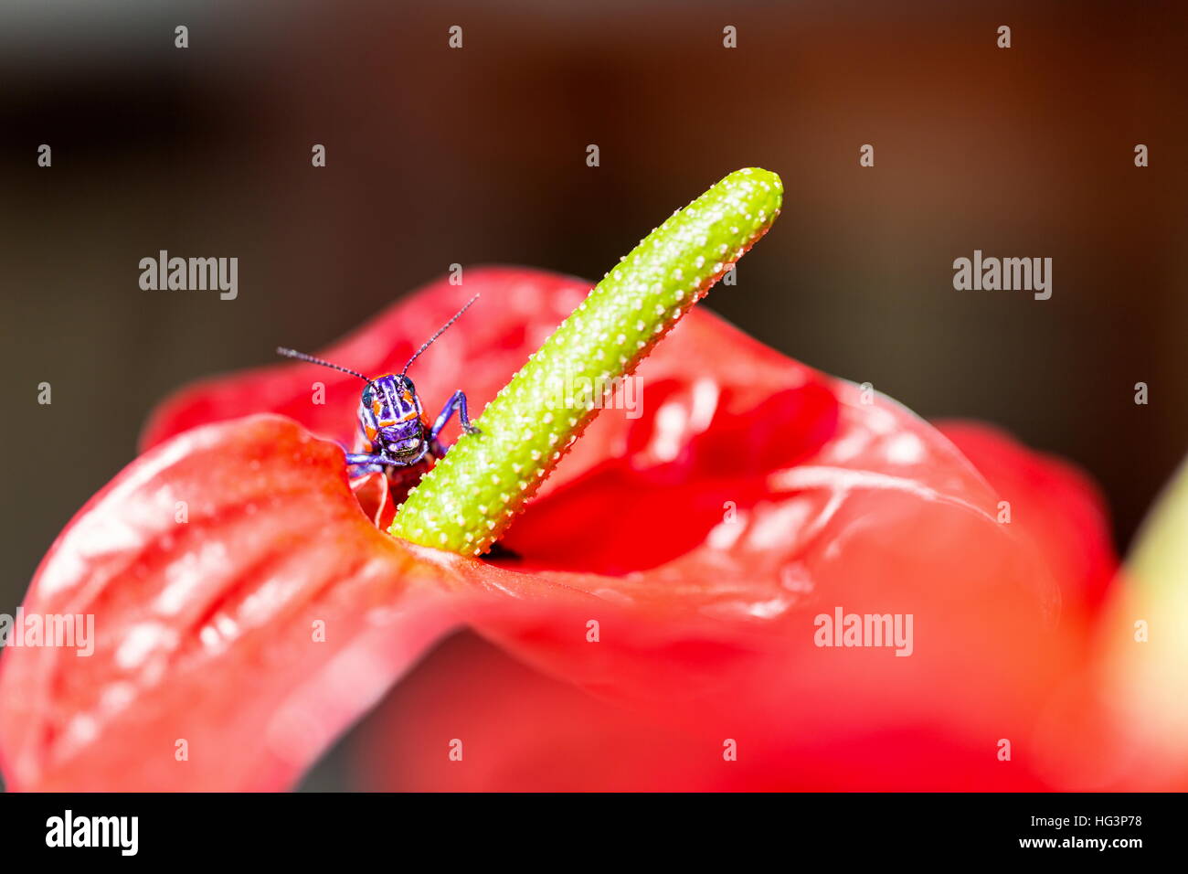 La belle bicolor sauterelle. Banque D'Images