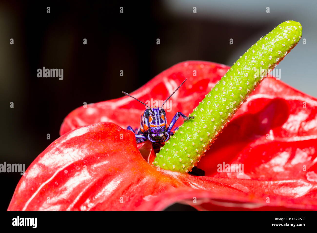 La belle bicolor sauterelle. Banque D'Images
