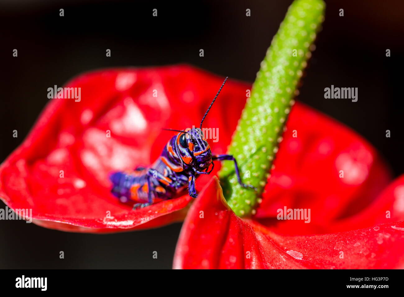 La belle bicolor sauterelle. Banque D'Images