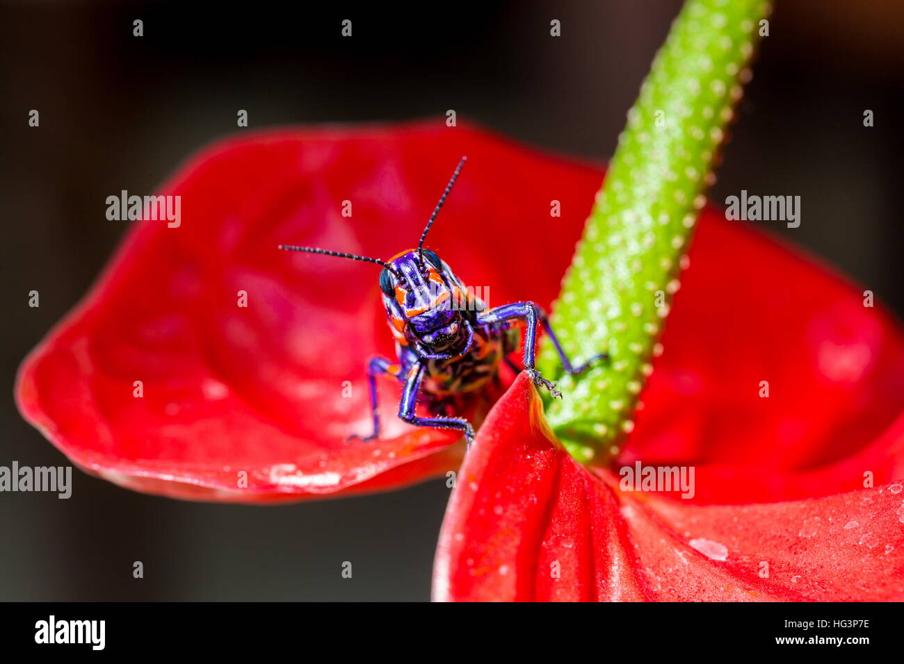 La belle bicolor sauterelle. Banque D'Images
