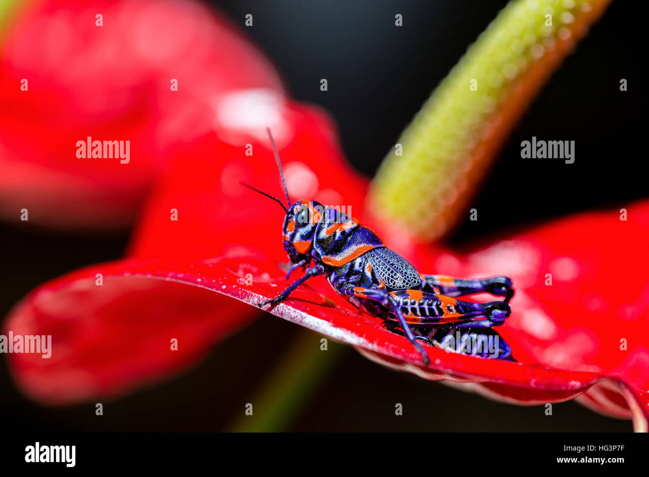 La belle bicolor sauterelle. Banque D'Images