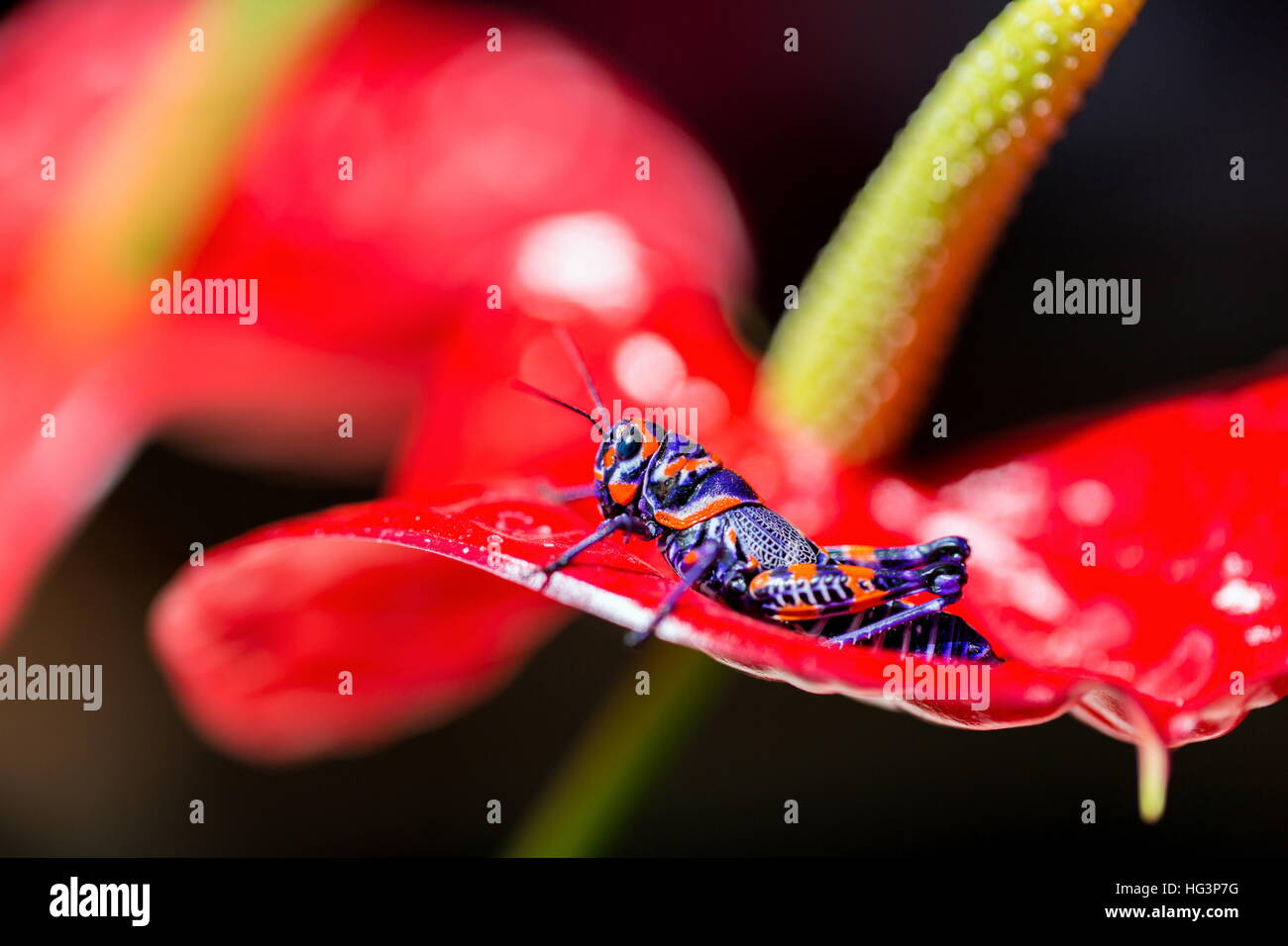 La belle bicolor sauterelle. Banque D'Images