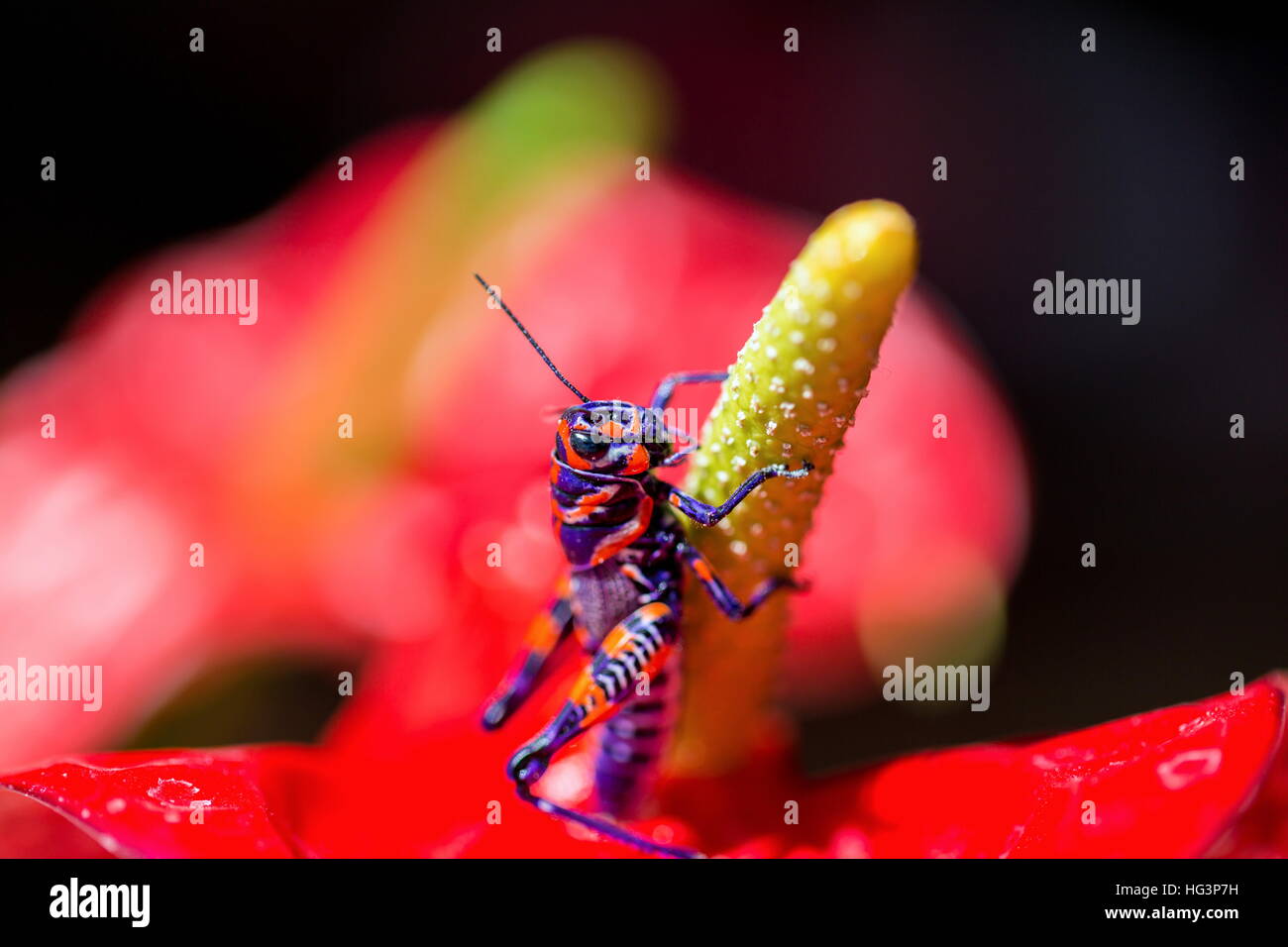 La belle bicolor sauterelle. Banque D'Images