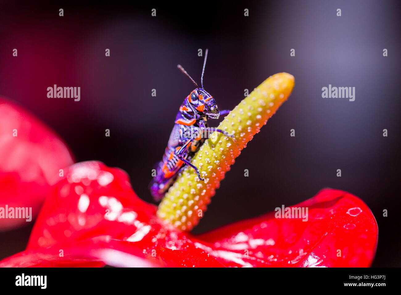 La belle bicolor sauterelle. Banque D'Images