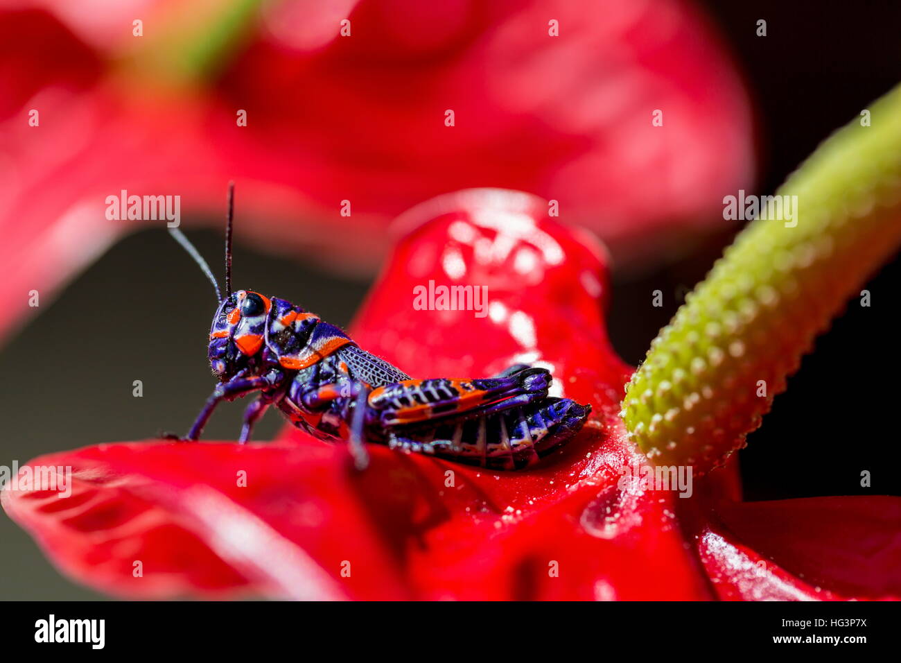 La belle bicolor sauterelle. Banque D'Images