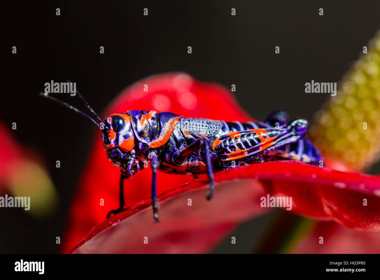 La belle bicolor sauterelle. Banque D'Images