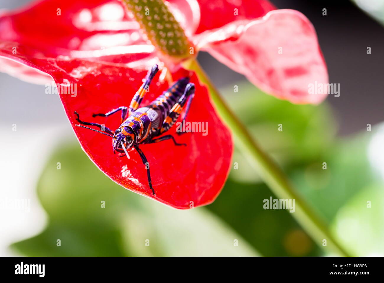 La belle bicolor sauterelle. Banque D'Images