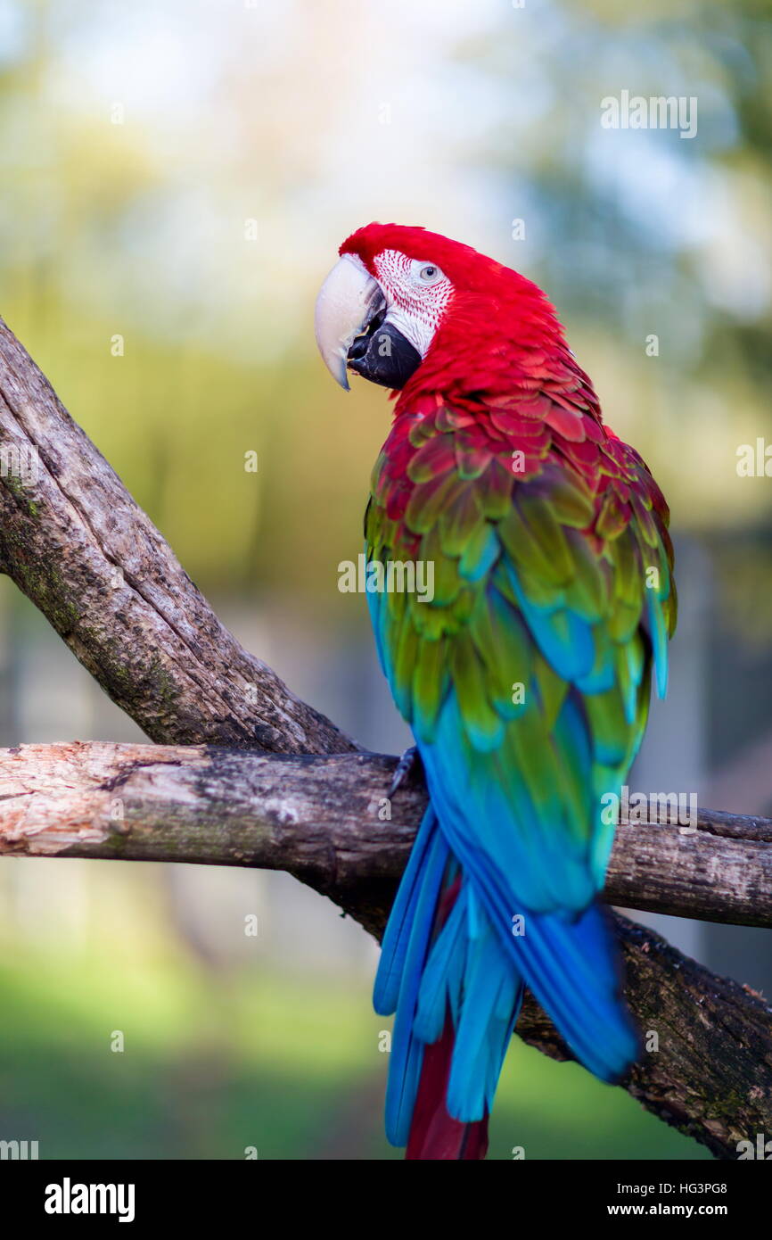 Le Green Winged Macaw également Connu Comme Le Rouge Et