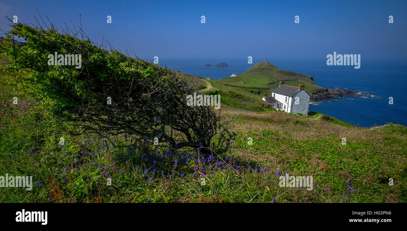 Wind Bent Tree,Cape Cornwall avec fleurs de printemps, de plus en plus y compris bluebells blue seas. Banque D'Images