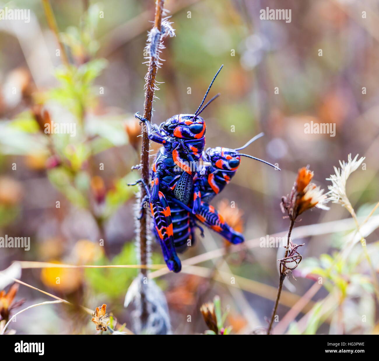 La belle bicolor sauterelle. Banque D'Images