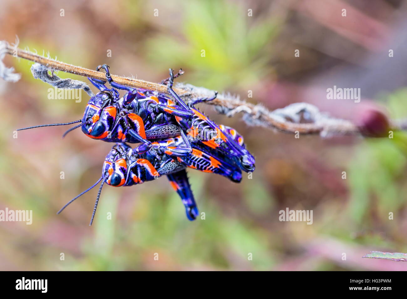 La belle bicolor sauterelle. Banque D'Images