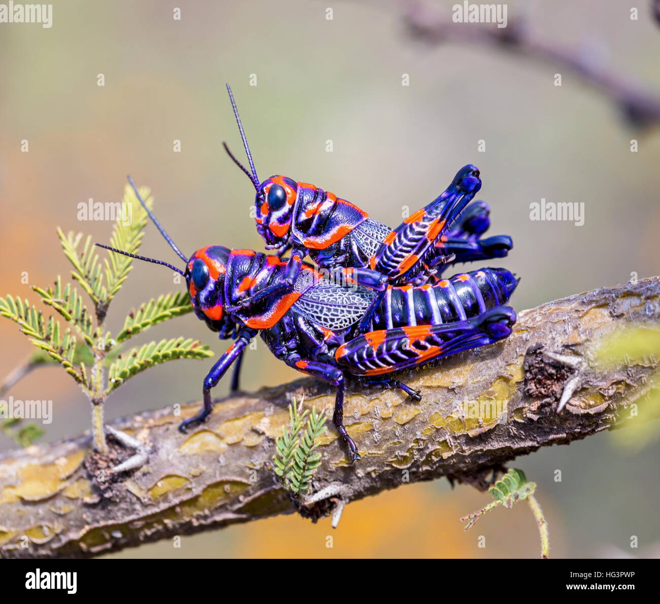 La belle bicolor sauterelle. Banque D'Images