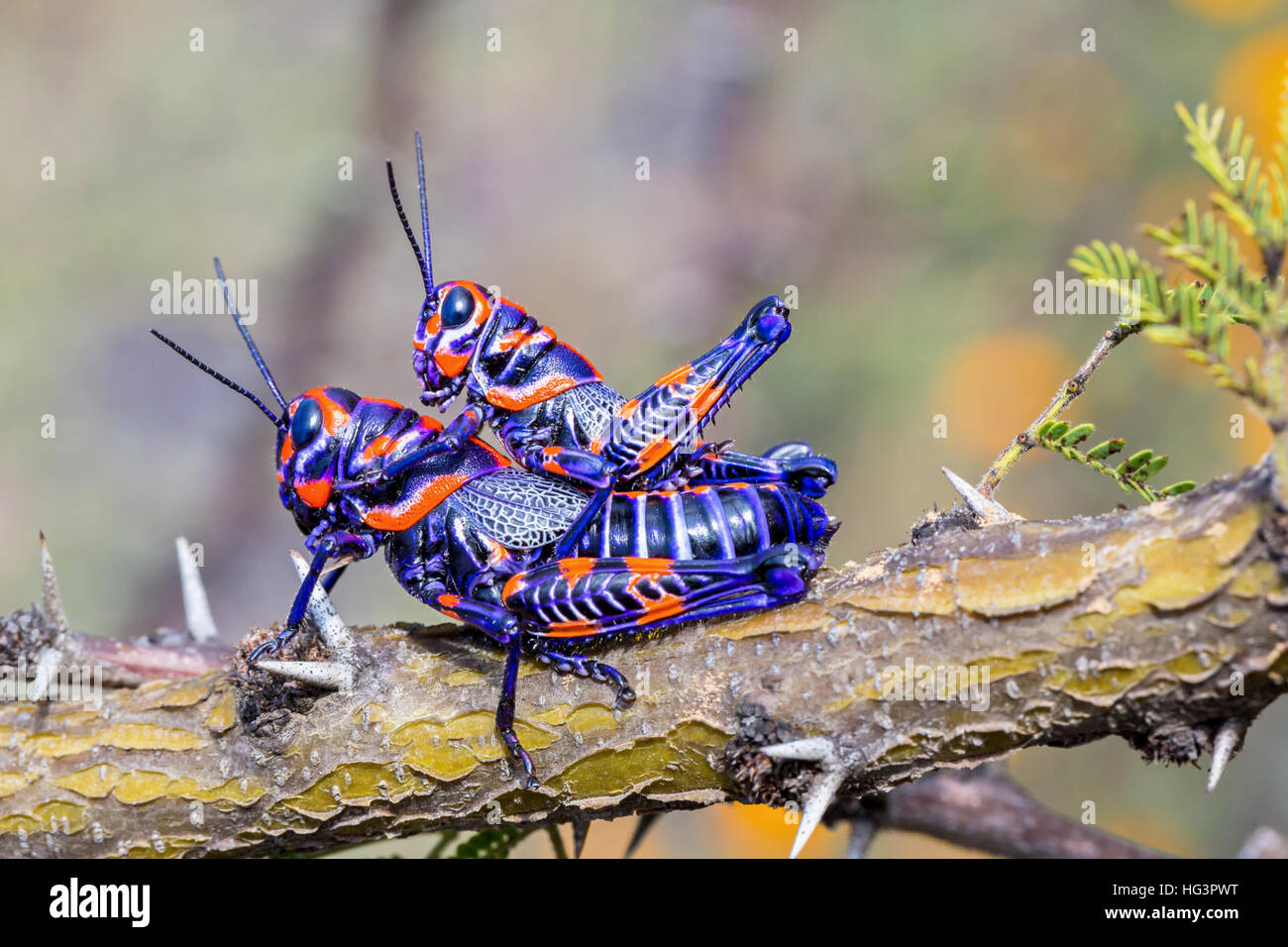 La belle bicolor sauterelle. Banque D'Images