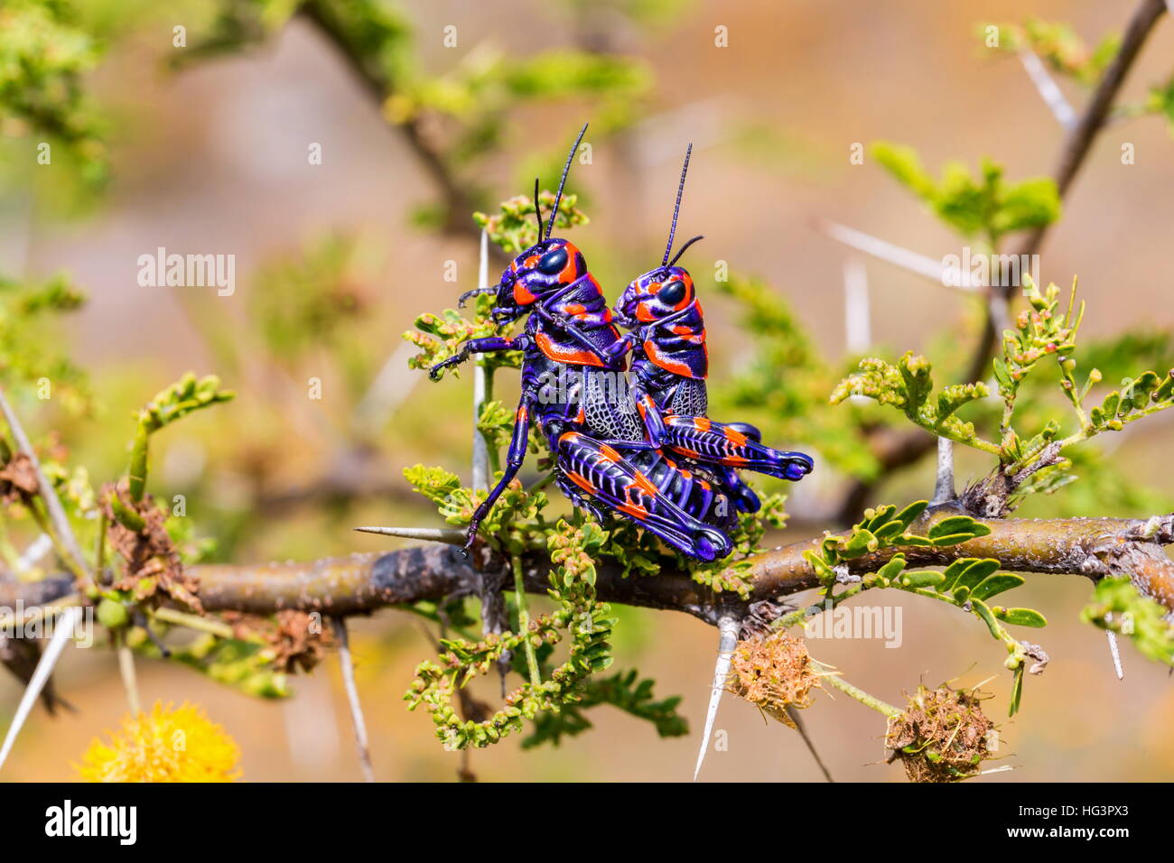 La belle bicolor sauterelle. Banque D'Images