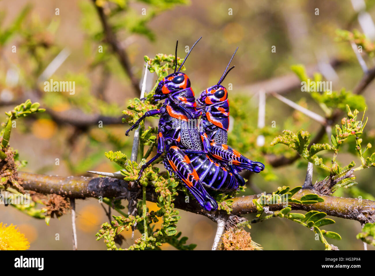 La belle bicolor sauterelle. Banque D'Images