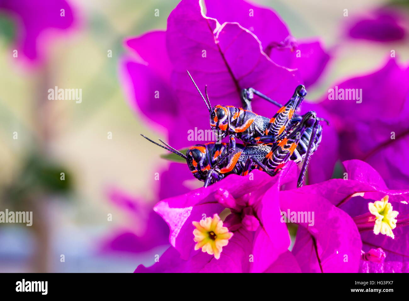 La belle bicolor sauterelle. Banque D'Images