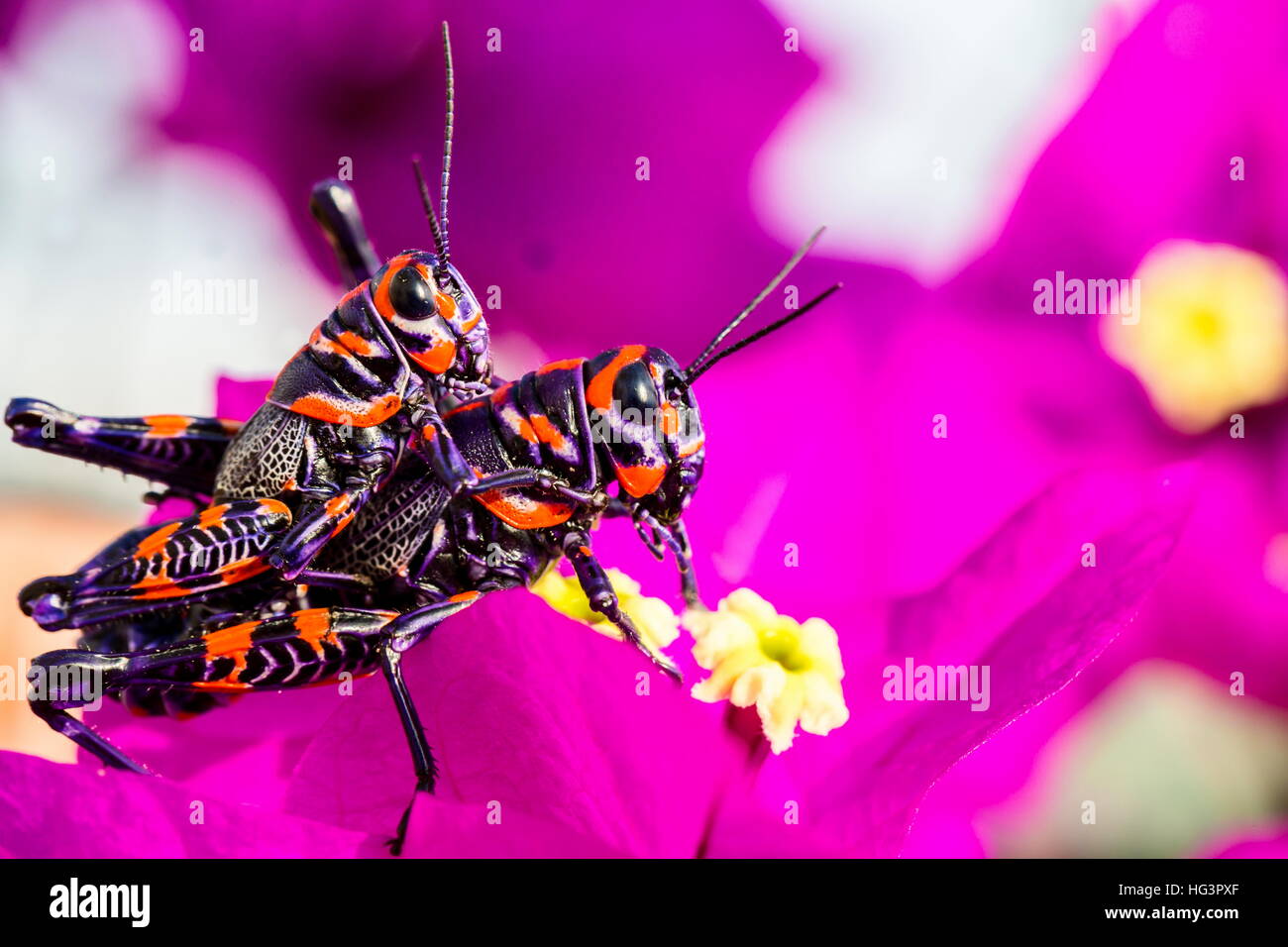 La belle bicolor sauterelle. Banque D'Images