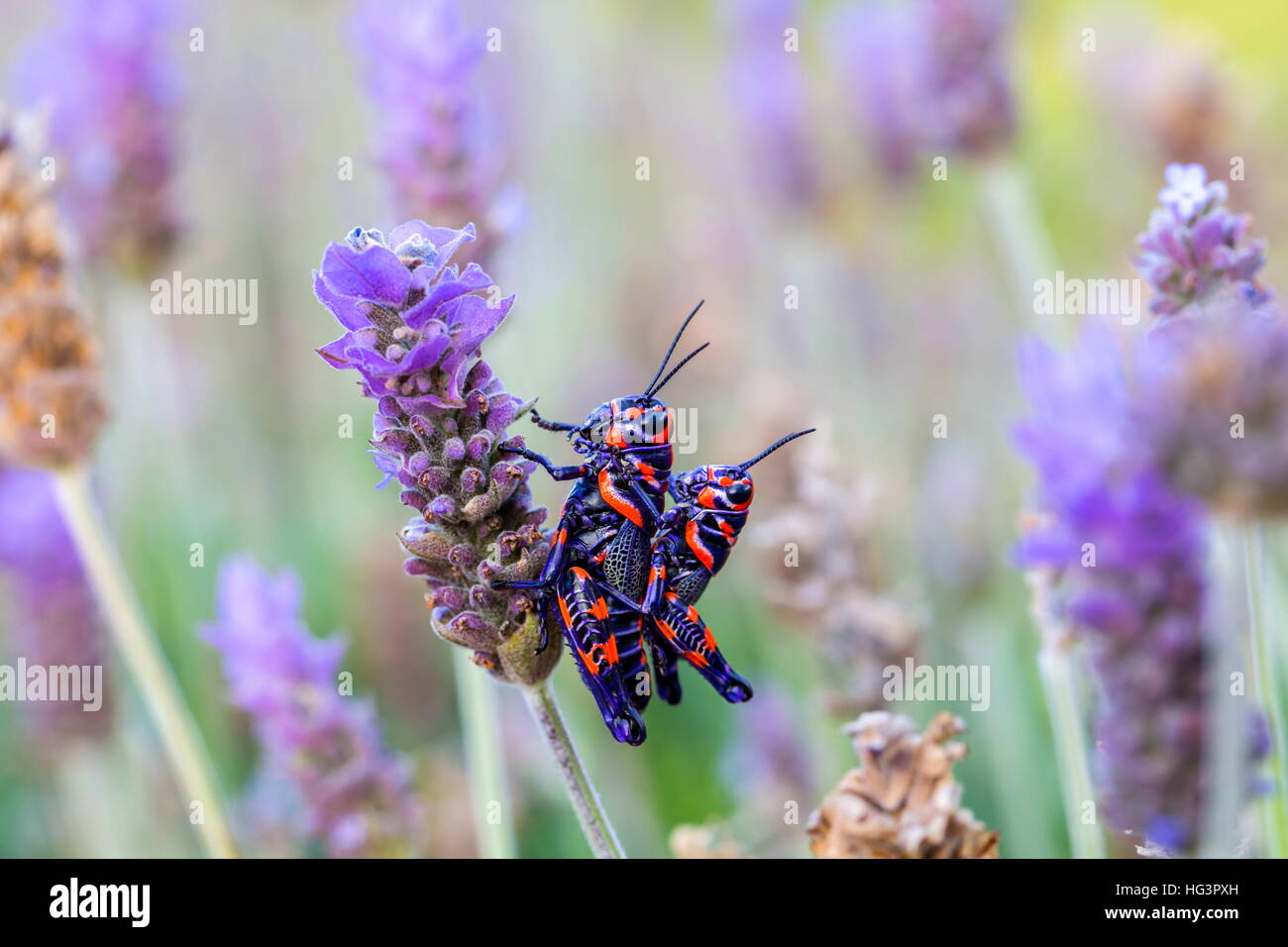 La belle bicolor sauterelle. Banque D'Images