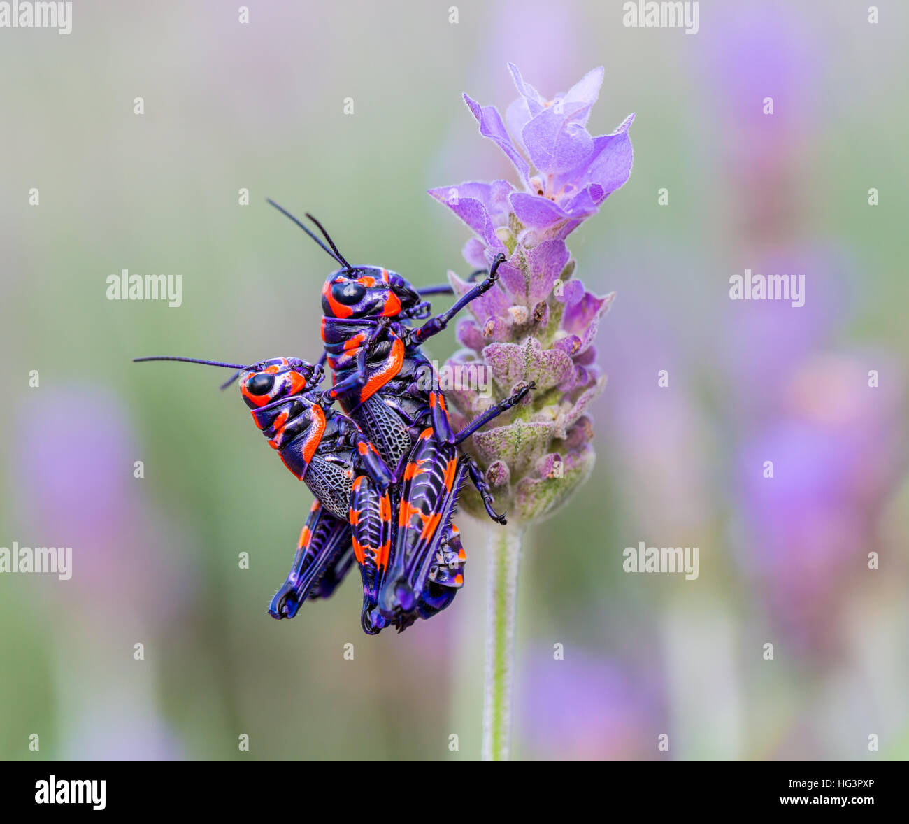 La belle bicolor sauterelle. Banque D'Images