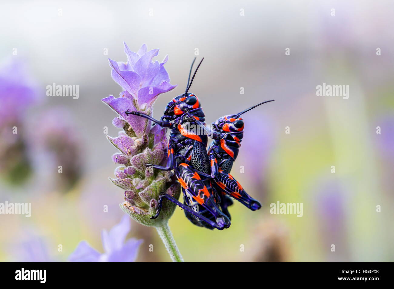 La belle bicolor sauterelle. Banque D'Images