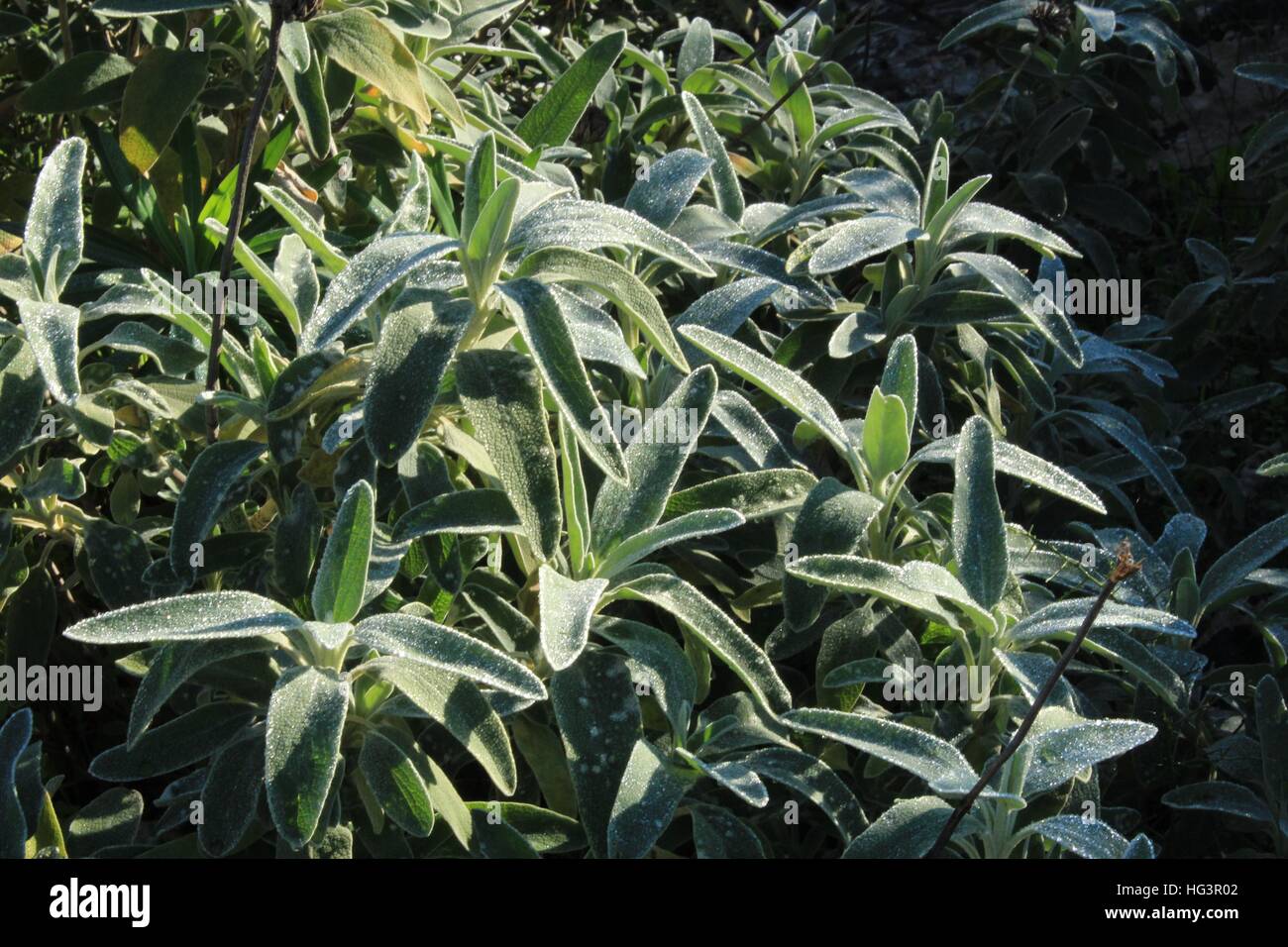 La sauge sauvage baignée de rosée du matin Banque D'Images