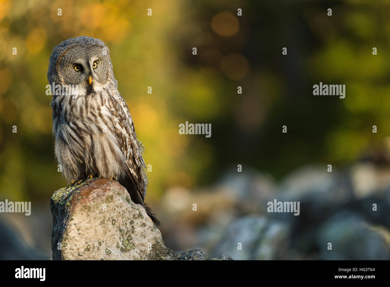 Chouette lapone Strix nebulosa ( ), l'owl typiquement scandinave, perché sur un rocher dans la première lumière du matin, jolie, l'Europe. Banque D'Images