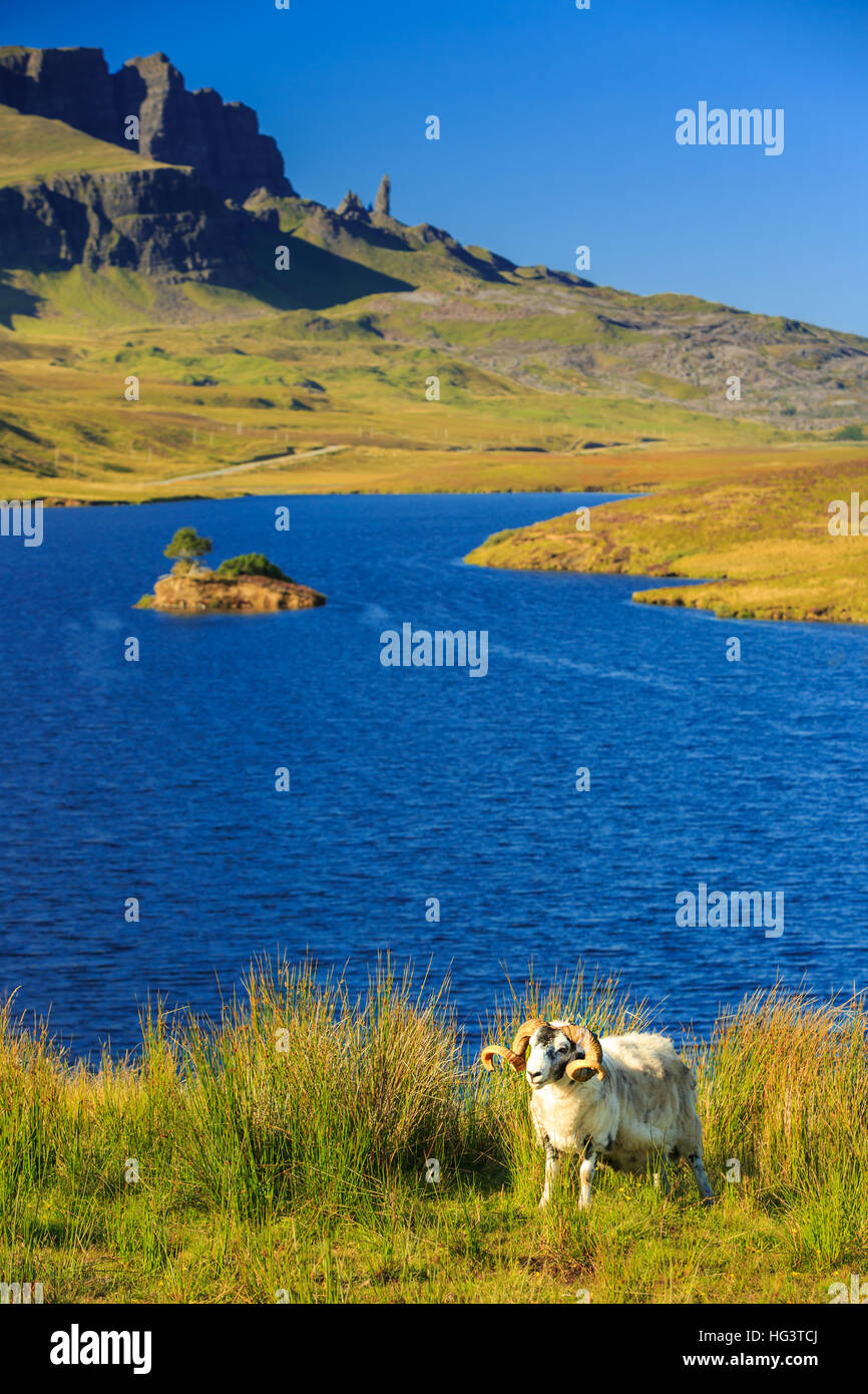 Dans le Loch Leathan, vieil homme de Storr en arrière-plan, journée ensoleillée. Le point noir des moutons. Banque D'Images