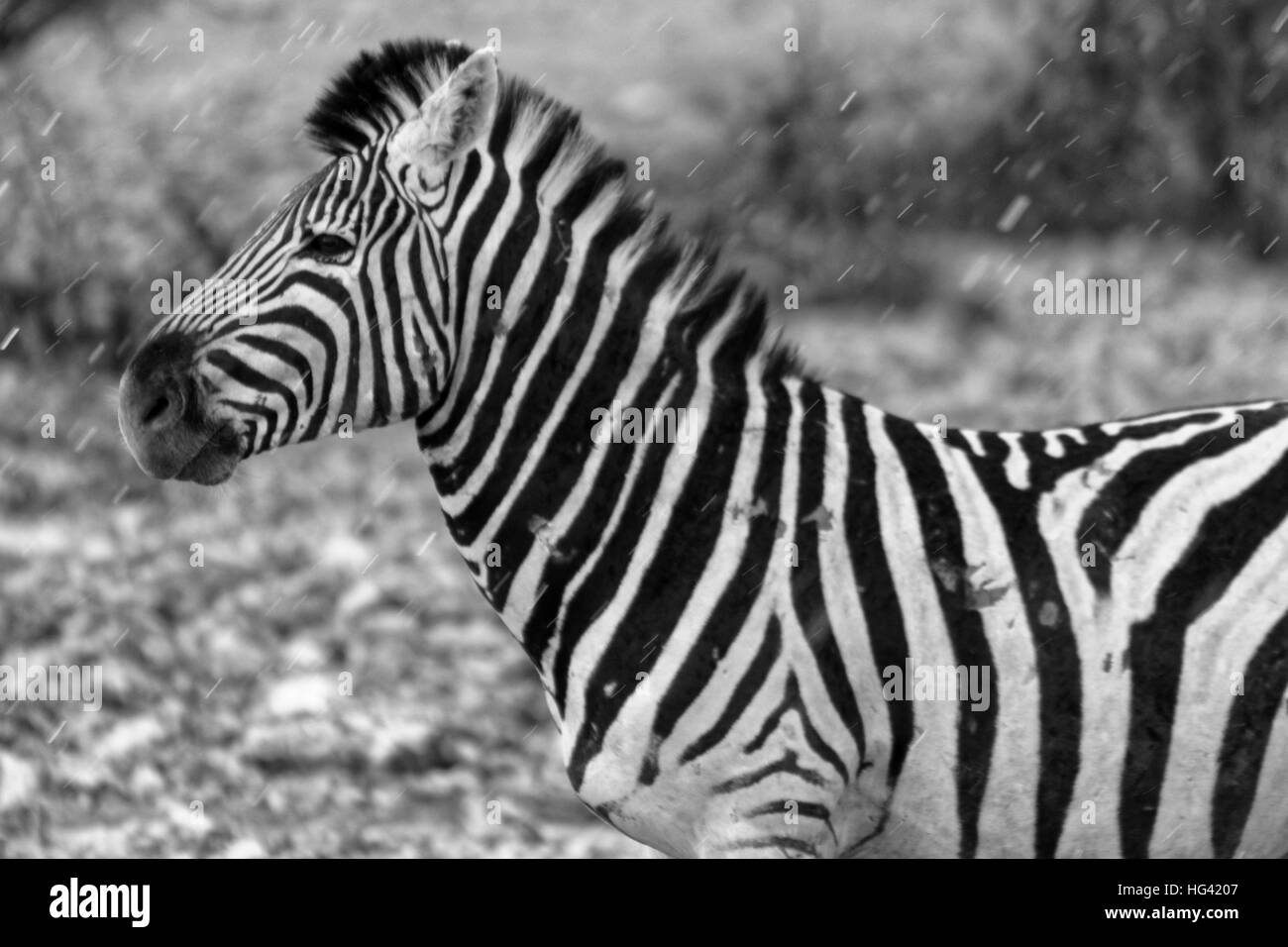 Zebra dans la pluie Banque D'Images