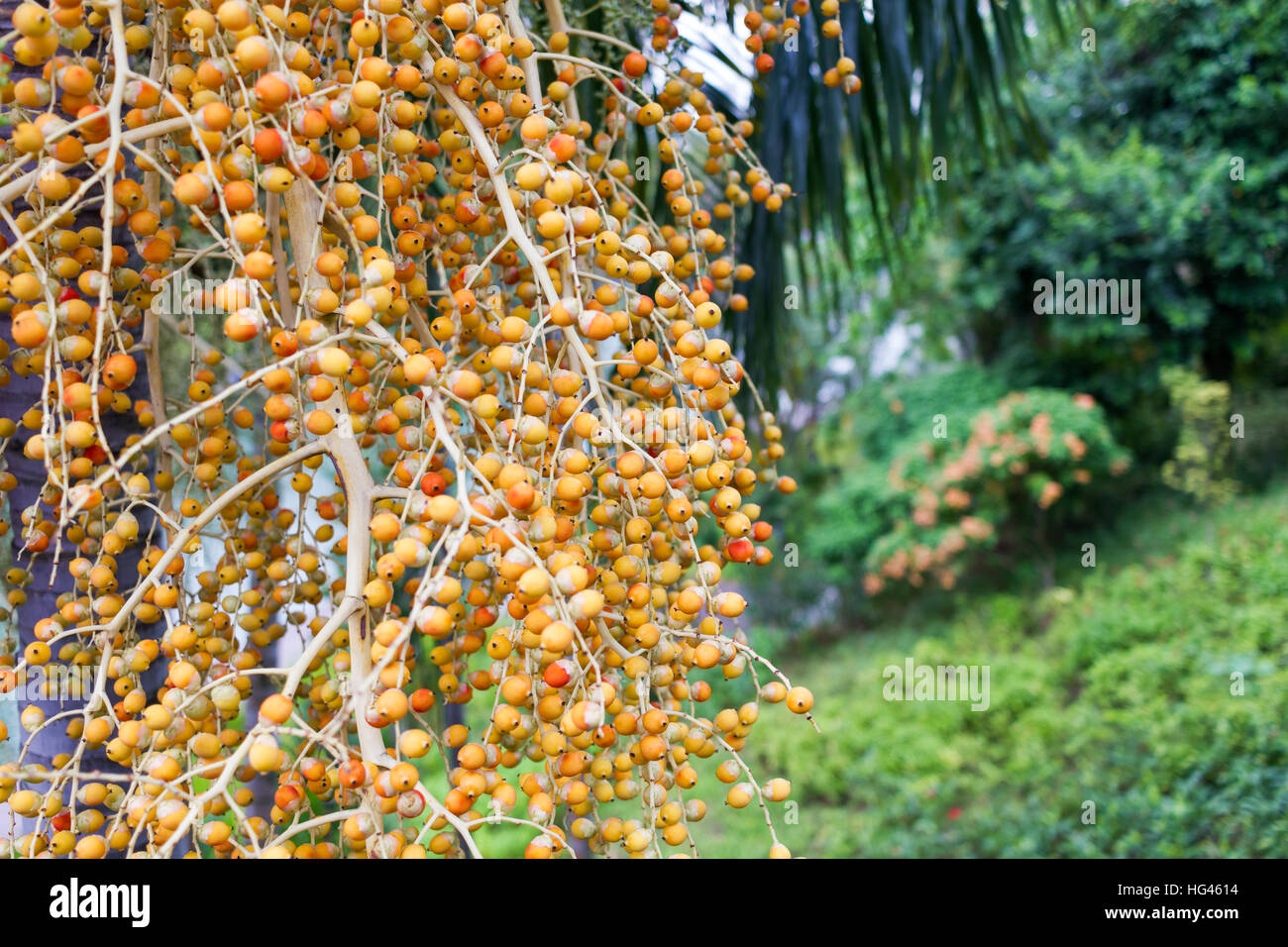 Areca palm fruits areca catechu Banque de photographies et d’images à