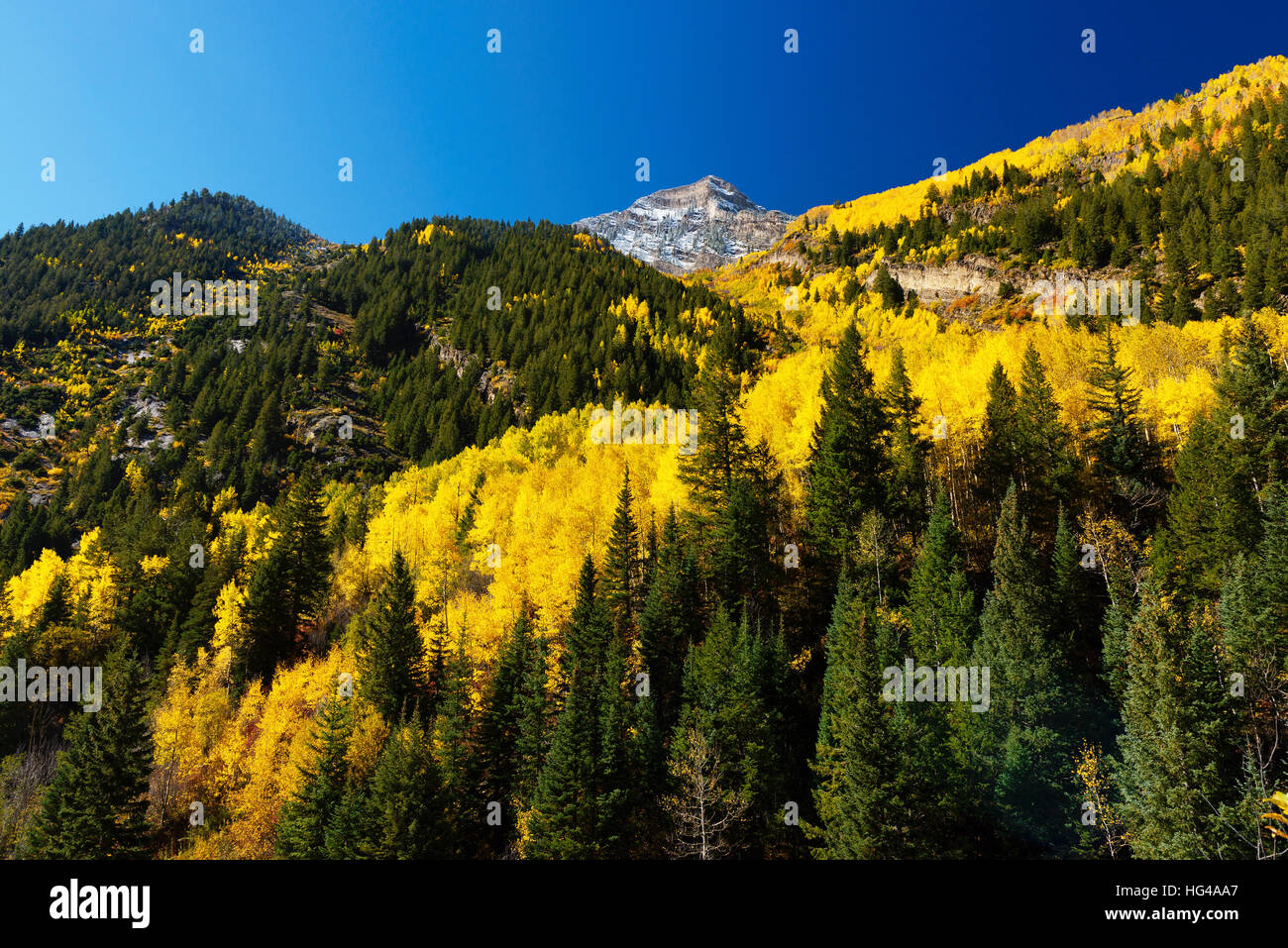 La couleur des feuilles d'automne et la neige avec big mountain, au-dessus, dans le comté de marbre Banque D'Images