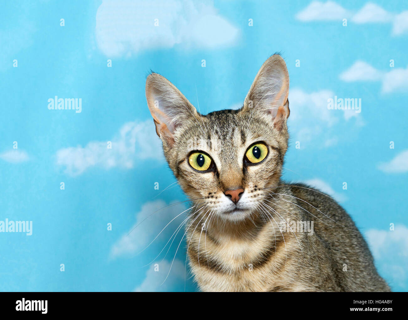 Portrait d'un chaton tigré gris et blanc à l'avant, sur fond bleu avec des nuages blancs. Copy space Banque D'Images