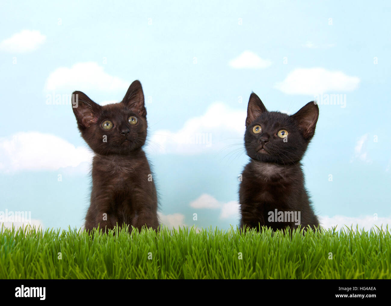 Près de deux semaines 6 chatons noirs dans les hautes herbes avec fond de ciel bleu nuages blancs. copier l'espace. Banque D'Images