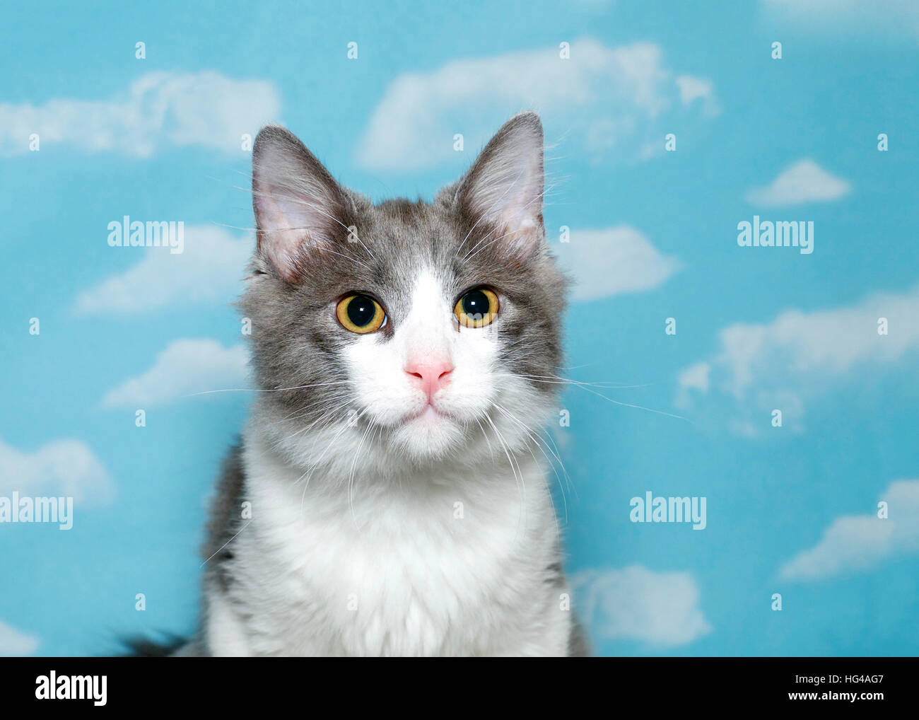 Longs cheveux gris et blanc tabby kitten, environ 4 mois assis à la droite de l'auditoire avec des yeux jaunes, fond bleu ciel w Banque D'Images