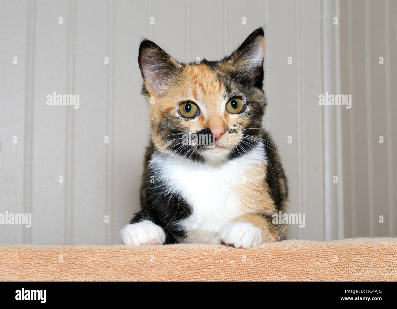 Le calicot tortie tabby kitten sur une couverture orange de regarder directement avec les yeux marron vert jaune curieux. Copy space Banque D'Images