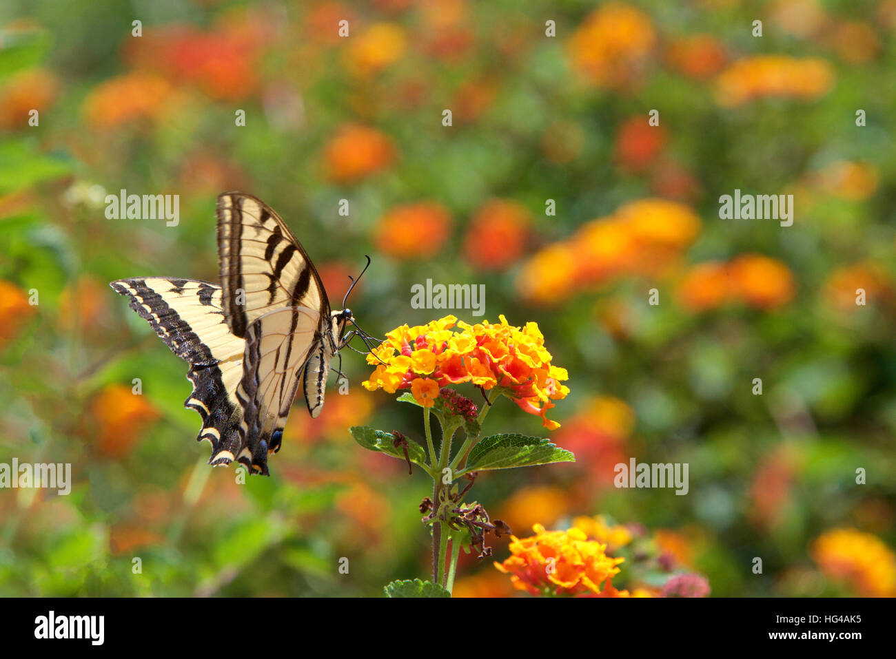 Le papillon noir, également appelé l'American ou machaon machaon panais. Boire le nectar des fleurs orange et jaune Lantana, Banque D'Images
