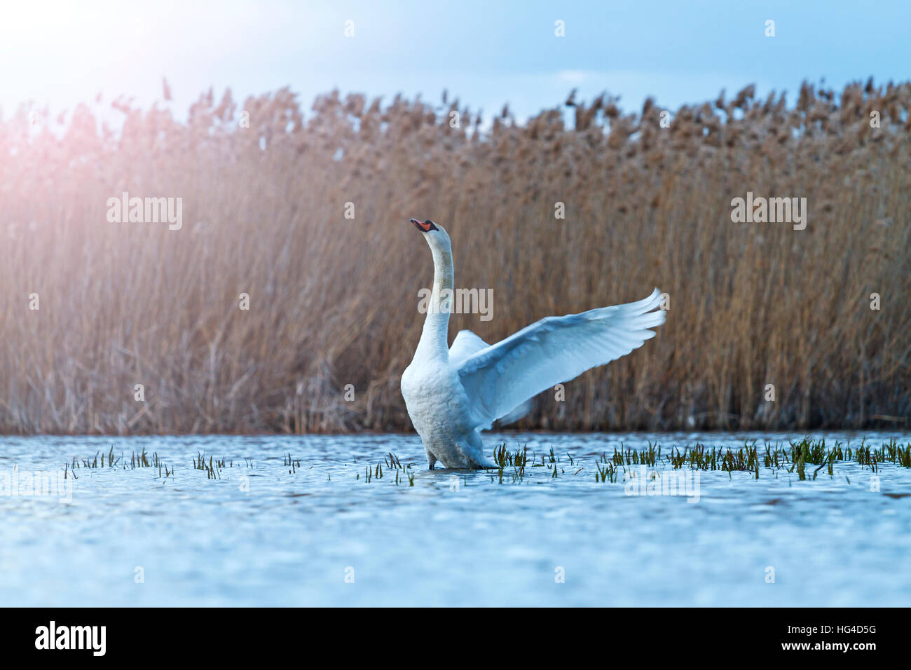 Cygne muet sur le lac bleu s'agite avec hotspot ensoleillée Banque D'Images