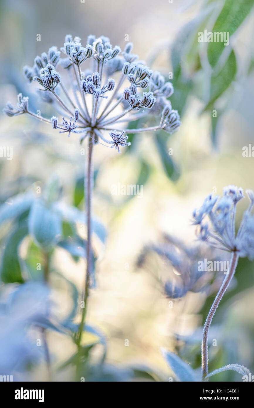 Queen Anne's Lace têtes de graine givrée Banque D'Images