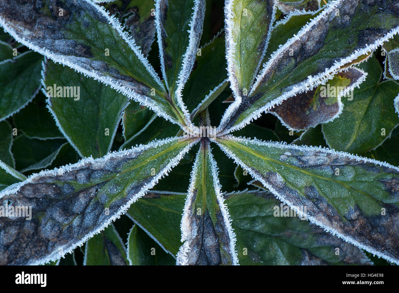 L'hellébore congelés feuilles avec un saupoudrage de frost Banque D'Images
