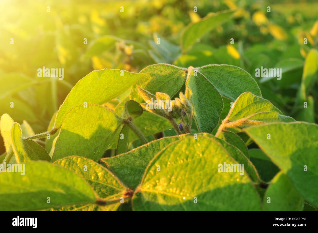 Close up of plant de soja chaud dans la lumière du matin Banque D'Images