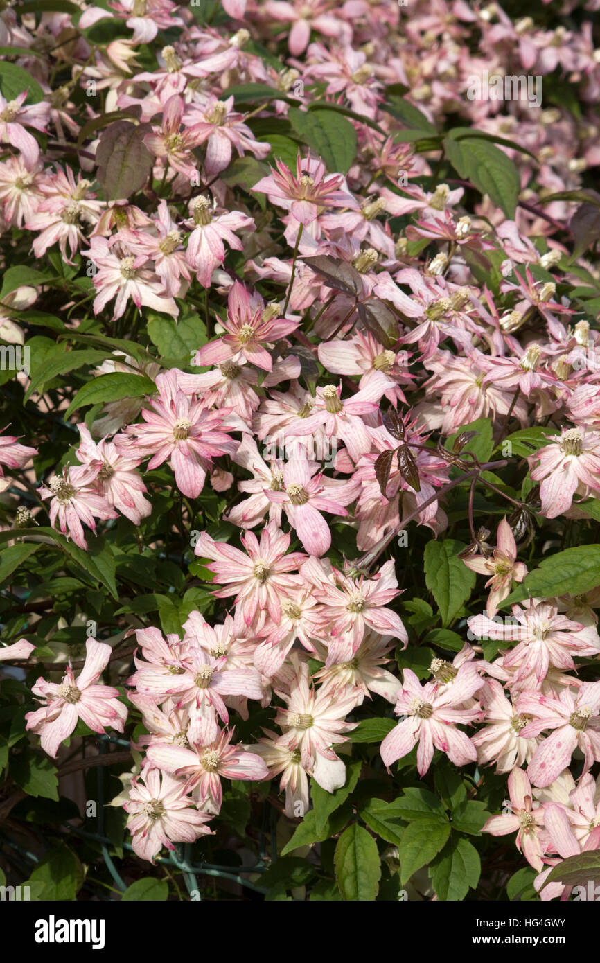 Fleurs de Clematis Marjorie (montana) Banque D'Images